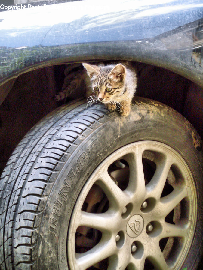 Alloy Wheel, Car Wheel, Machine, Spoke, Tire, Wheel, Animal