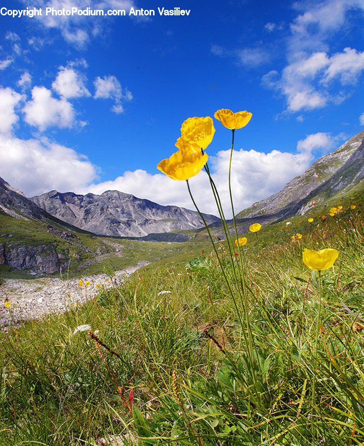 Blossom, Flora, Flower, Plant, Poppy, Field, Grass