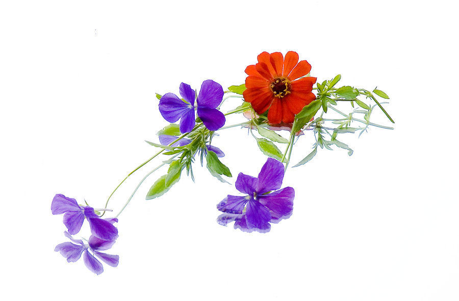 Blossom, Flora, Flower, Plant, Poppy, Violet, Potted Plant