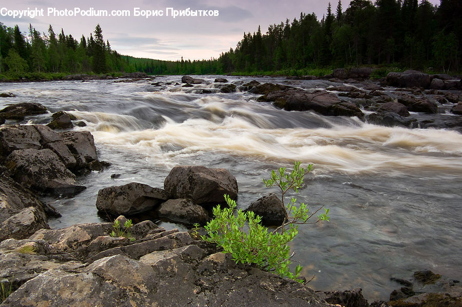 Creek, Outdoors, River, Water, Rock, Herbs, Parsley