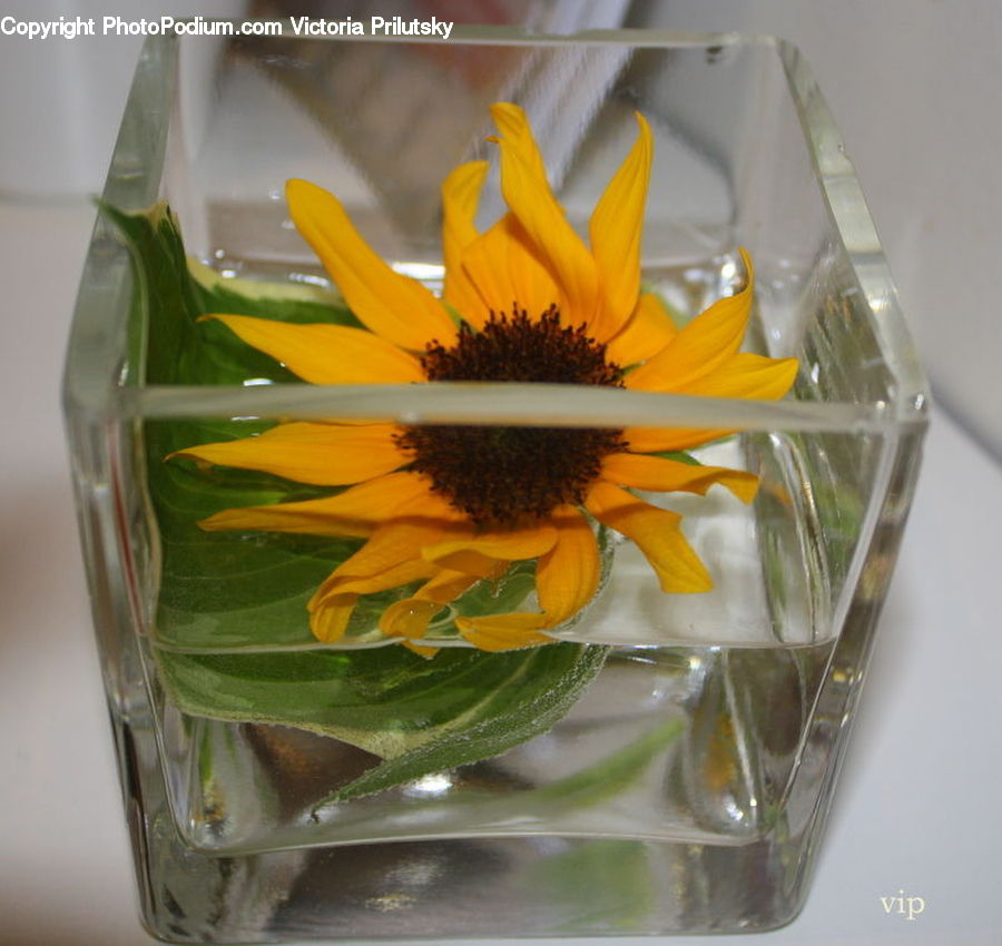 Blossom, Flora, Flower, Plant, Sunflower, Bee, Insect