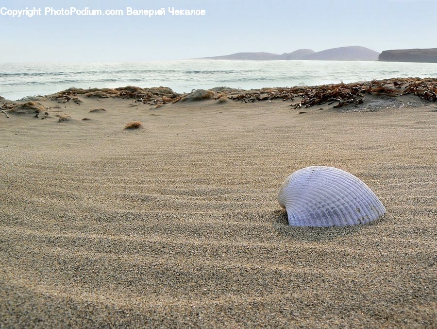 Clam, Sea Life, Seashell, Beach, Coast, Outdoors, Sea