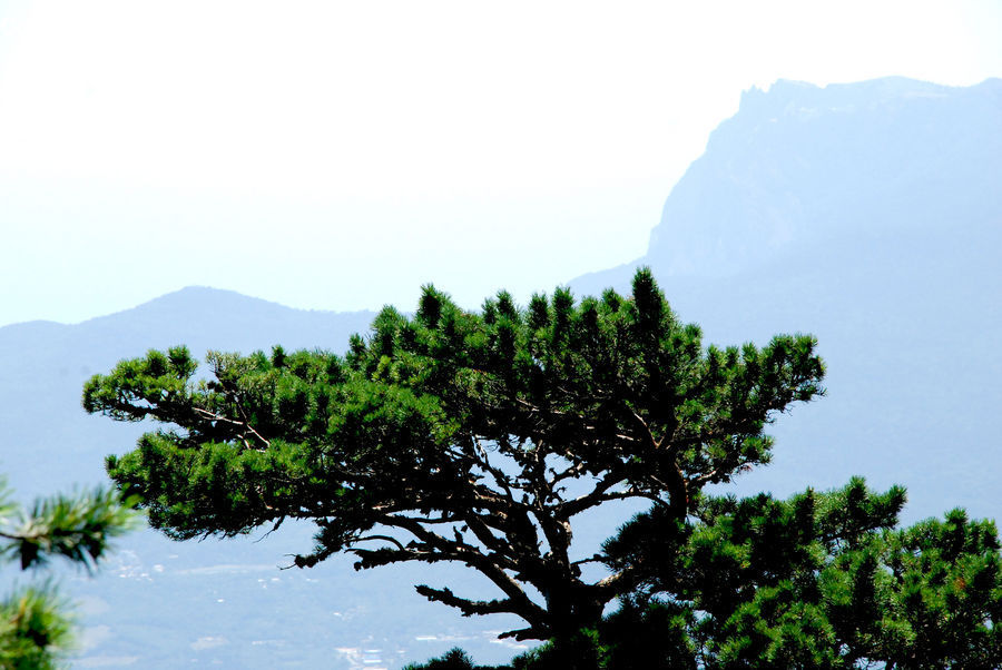 Conifer, Fir, Pine, Plant, Spruce, Tree, Landscape