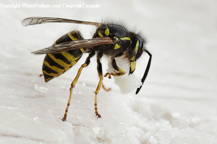Bee, Hornet, Insect, Invertebrate, Wasp, Asilidae