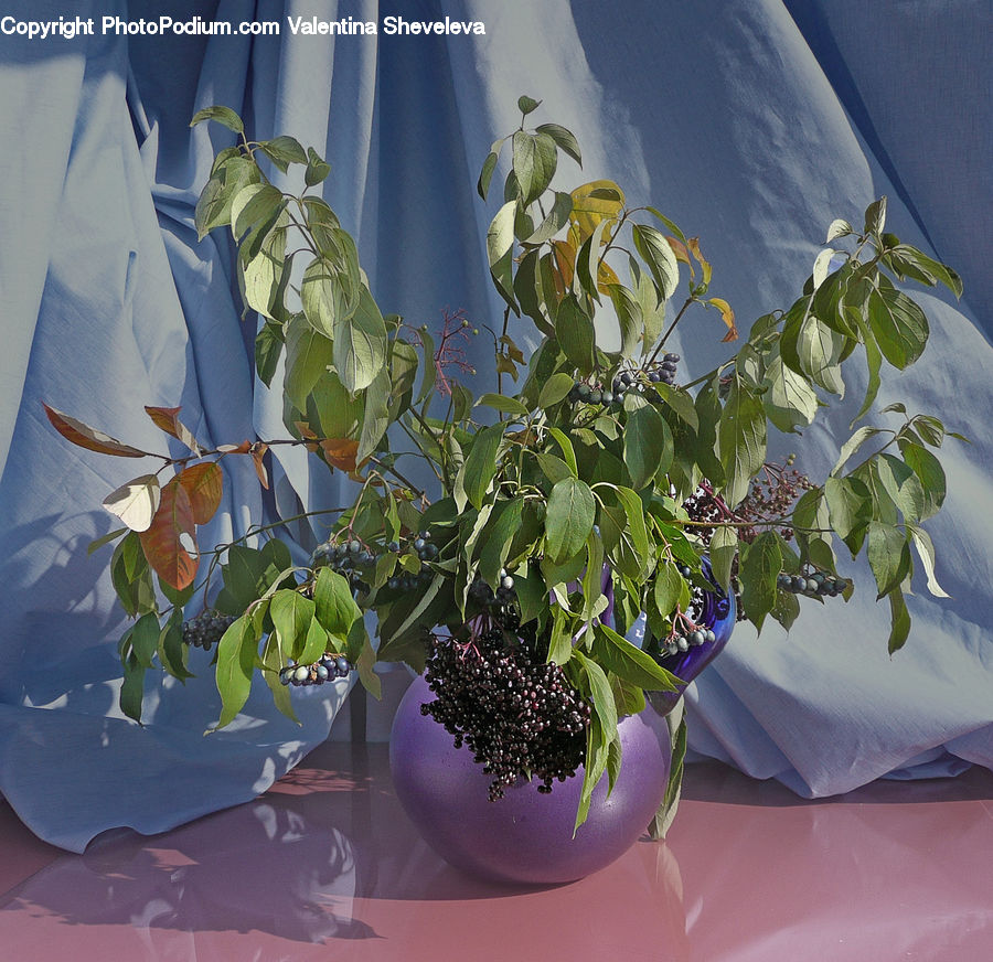 Plant, Potted Plant, Flower Arrangement, Ikebana, Vase, Floral Design, Fruit