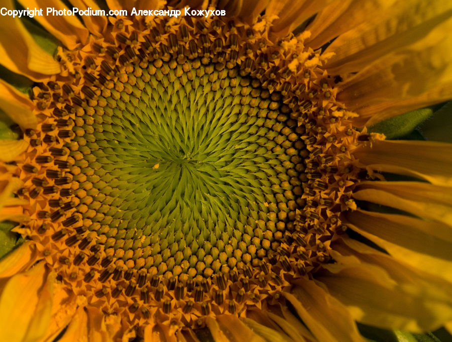 Blossom, Flora, Flower, Plant, Sunflower, Bee, Insect