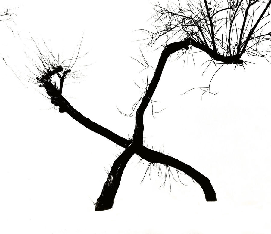 Silhouette, Plant, Tree