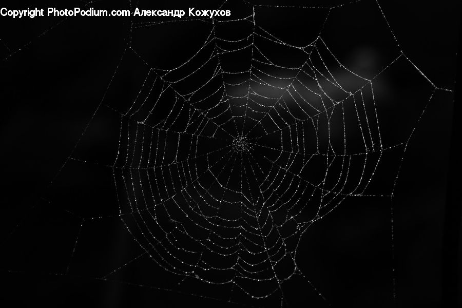 Insect, Spider Web, Arachnid, Argiope, Garden Spider, Spider