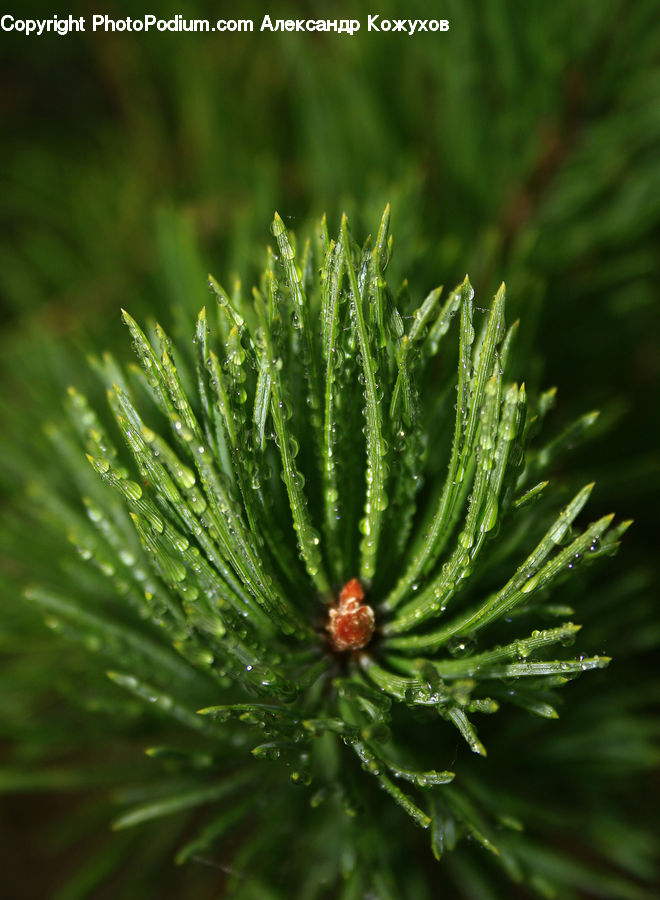Conifer, Fir, Plant, Tree, Spruce, Wood, Abies