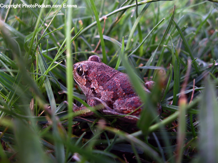 Amphibian, Frog, Wildlife, Toad, Plant, Vegetation