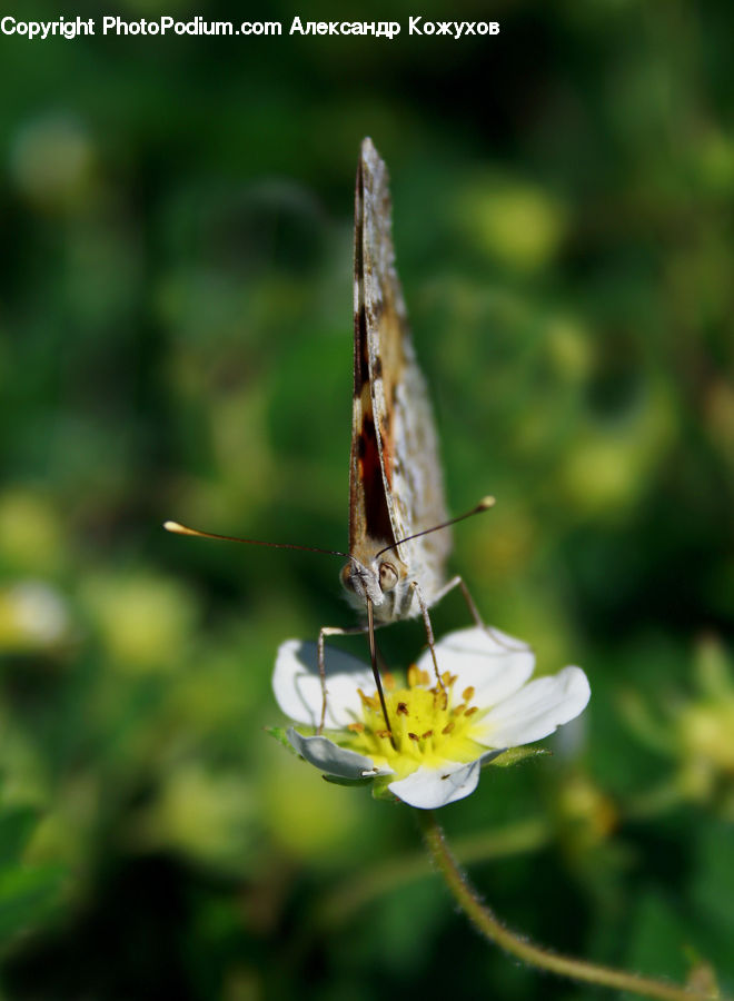 Anisoptera, Dragonfly, Insect, Invertebrate, Bee, Blossom, Flora