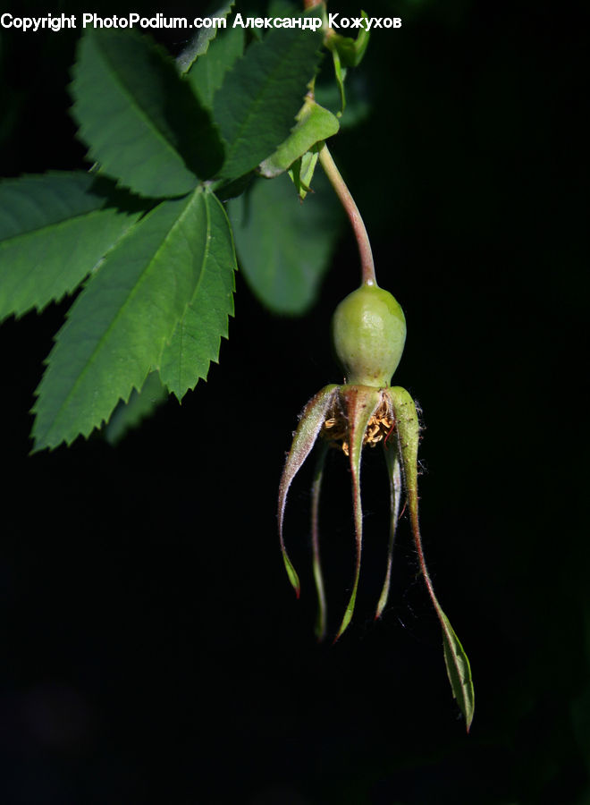 Fig, Bud, Plant, Blossom, Flora, Flower