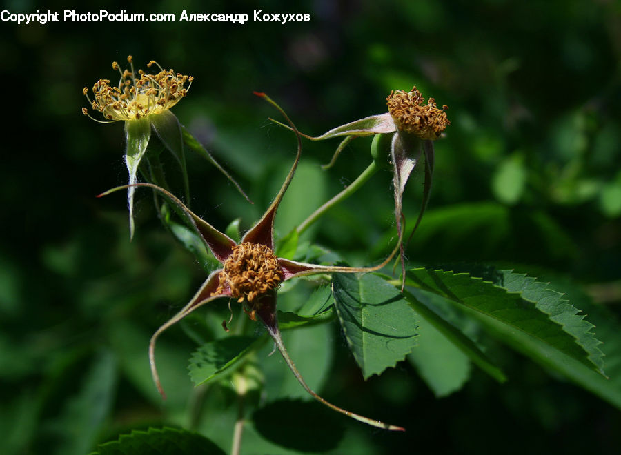 Blossom, Flora, Flower, Plant, Pollen, Dill, Asteraceae