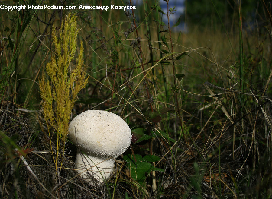 Agaric, Amanita, Fungus, Mushroom, Plant, Insect, Invertebrate