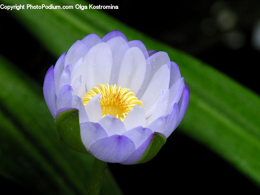 Blossom, Crocus, Flora, Flower, Plant, Lily, Pond Lily