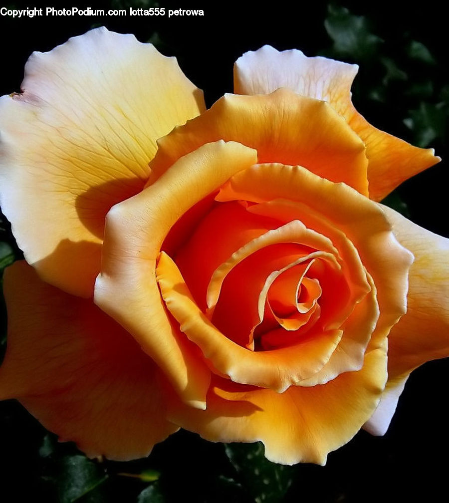 Blossom, Flower, Plant, Rose, Flora, Petal, Carnation