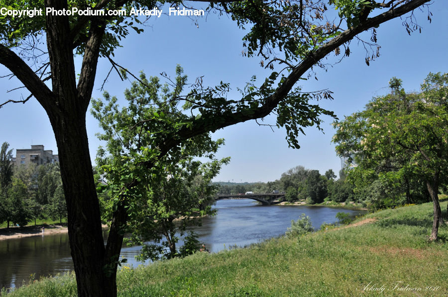 Tree Trunk, Plant, Tree, Canal, Outdoors, River, Water