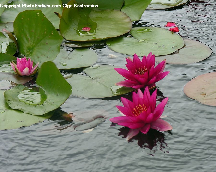 Flower, Lily, Plant, Pond Lily, Outdoors, Pond, Water