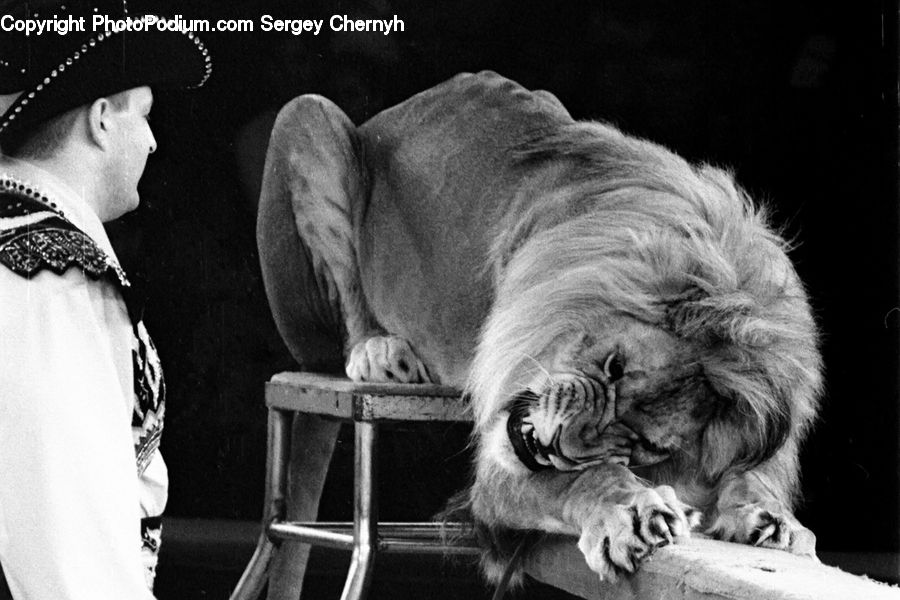 People, Person, Human, Chair, Furniture, Animal, Canine