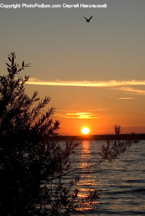 Dusk, Outdoors, Sky, Sunlight, Sunrise, Sunset, Plant