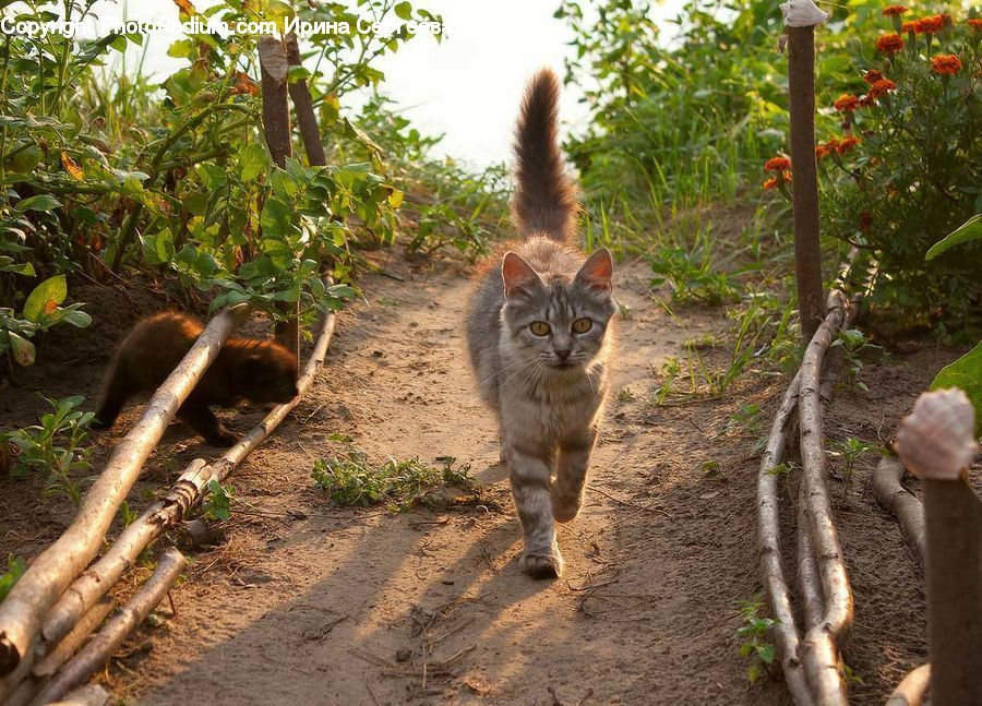People, Person, Human, Plant, Potted Plant, Animal, Cat