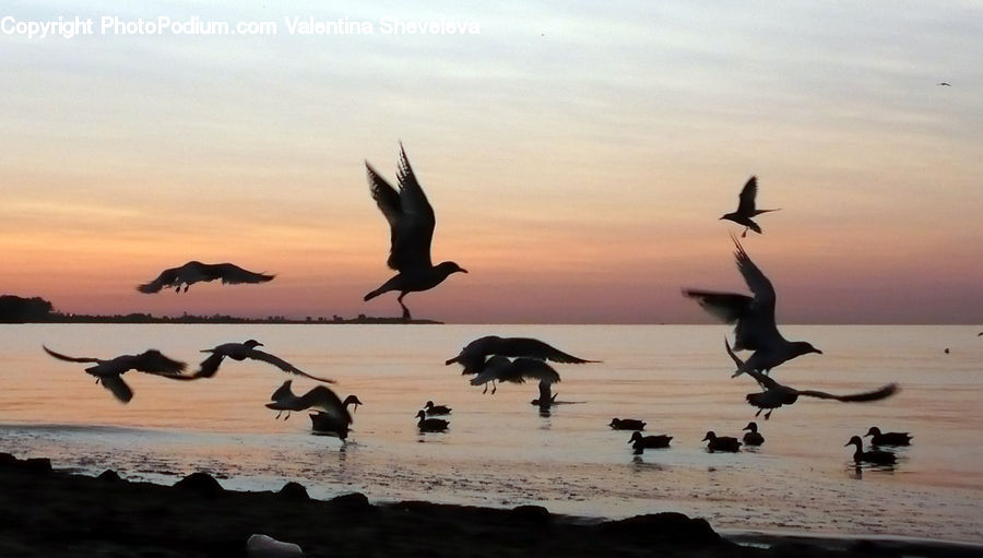 Bird, Blackbird, Crow, Beach, Coast, Outdoors, Sea