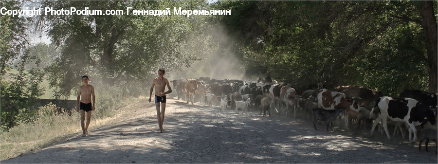 Animal, Cattle, Cow, Dairy Cow, Mammal, Dirt Road, Gravel