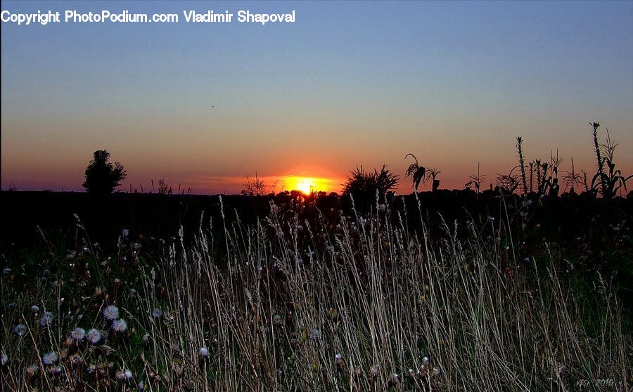 Grass, Plant, Reed, Dusk, Outdoors, Sky, Sunlight
