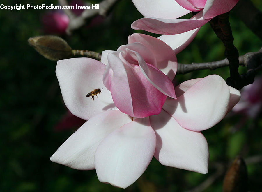 Bud, Plant, Blossom, Flora, Flower, Gladiolus, Bird