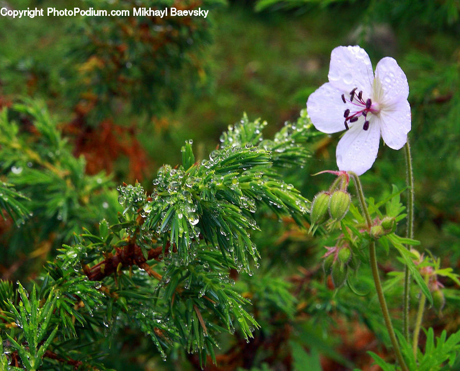 Blossom, Flora, Flower, Geranium, Plant, Conifer, Fir