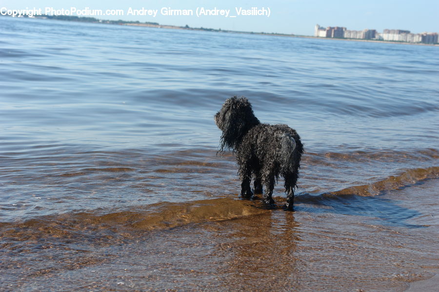Animal, Canine, Dog, Mammal, Pet, Terrier, Cocker Spaniel