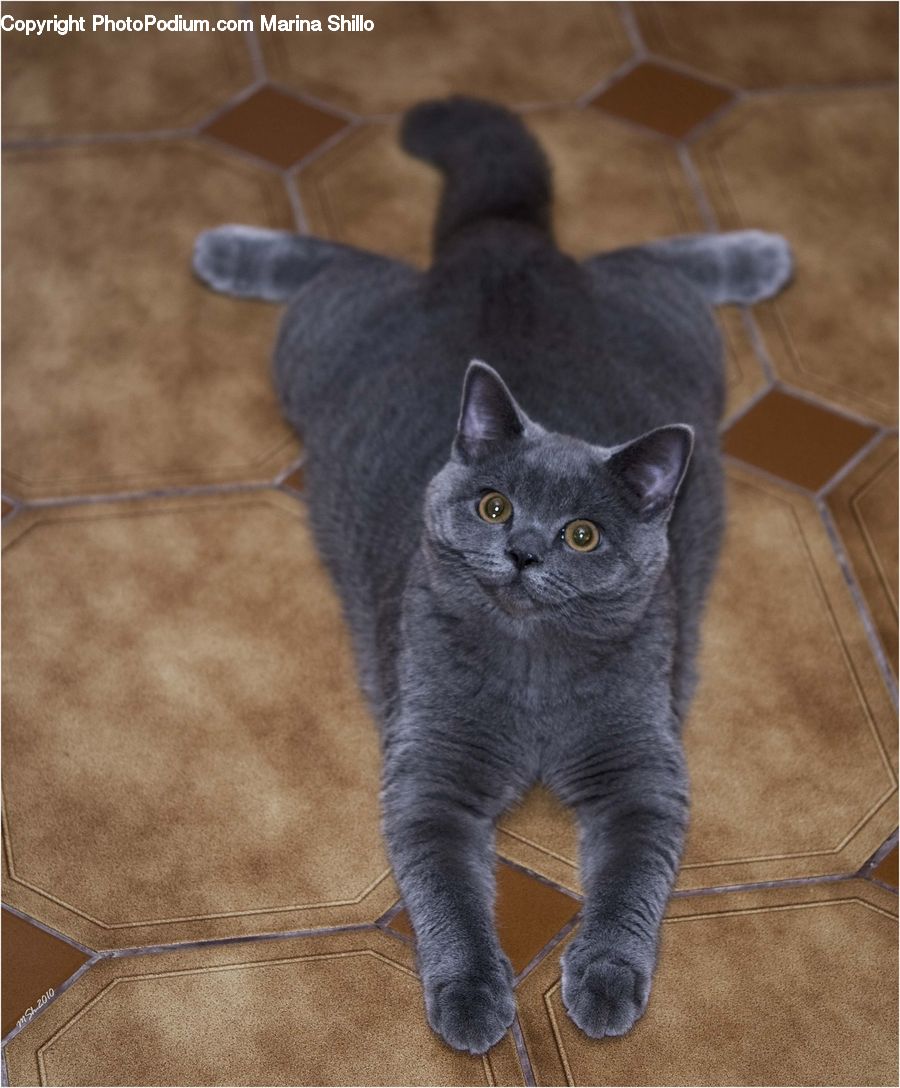 Animal, Cat, Mammal, Manx, Pet, Kitten