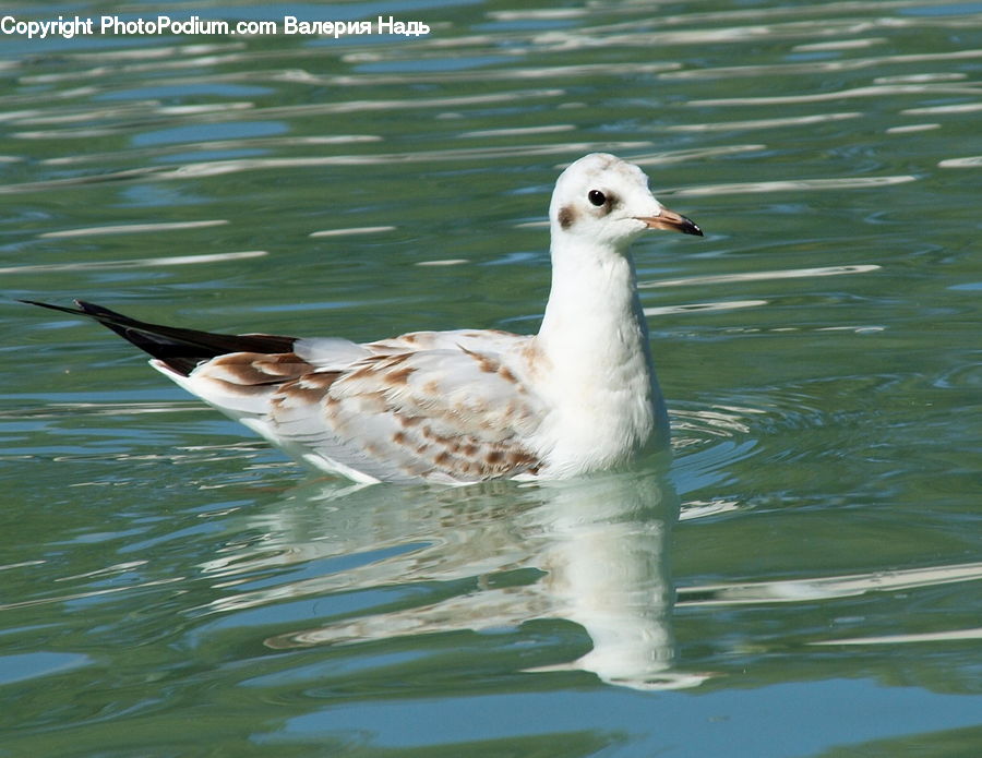 Bird, Dove, Pigeon, Duck, Teal, Waterfowl, Goose