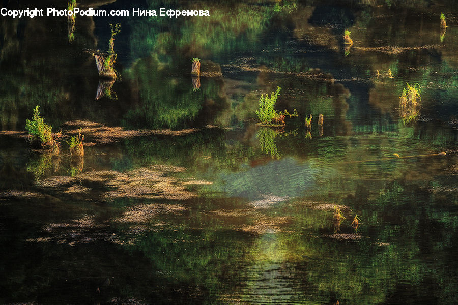 Plant, Potted Plant, Land, Marsh, Pond, Swamp, Water