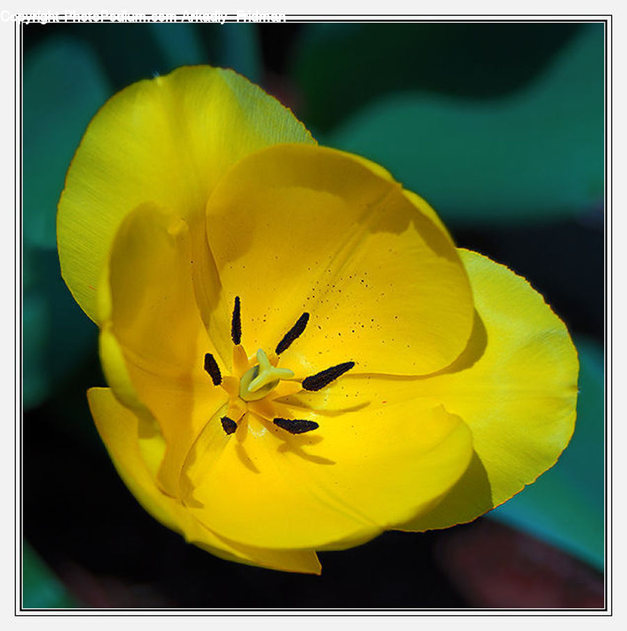 Flora, Flower, Gladiolus, Plant, Blossom, Geranium, Daffodil