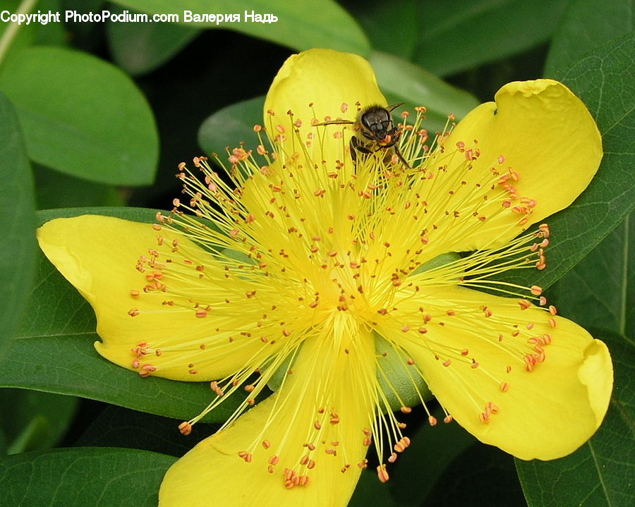 Blossom, Flora, Flower, Plant, Pollen, Geranium, Anther