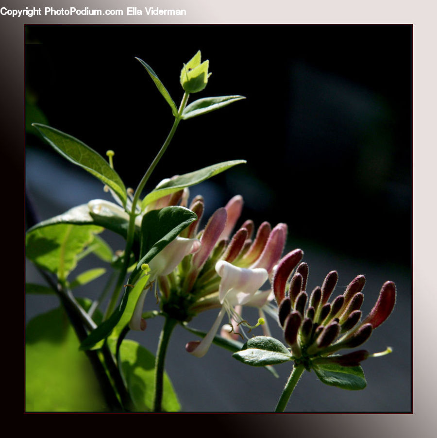 Blossom, Flora, Flower, Geranium, Plant, Conifer, Fir
