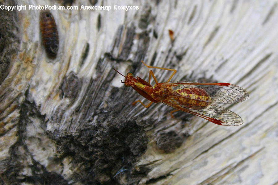 Cockroach, Insect, Invertebrate, Cricket Insect, Grasshopper, Arachnid, Garden Spider