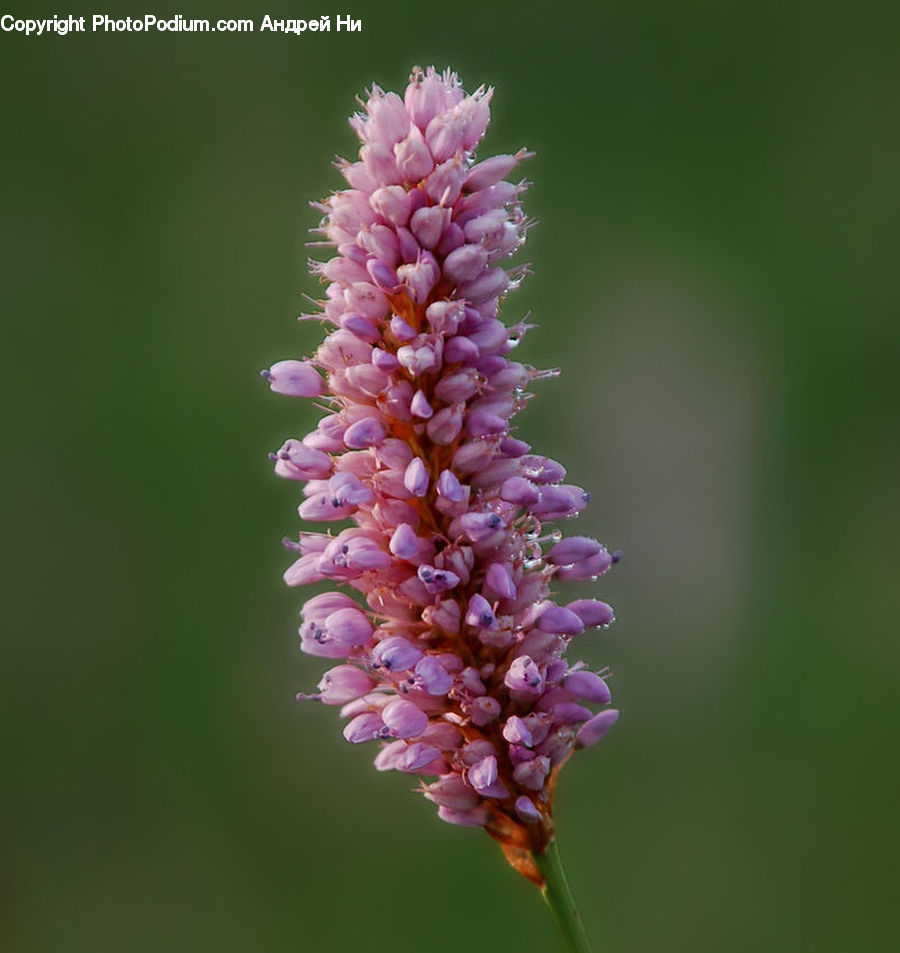 Blossom, Flora, Flower, Plant, Lilac, Lupin, Andrena