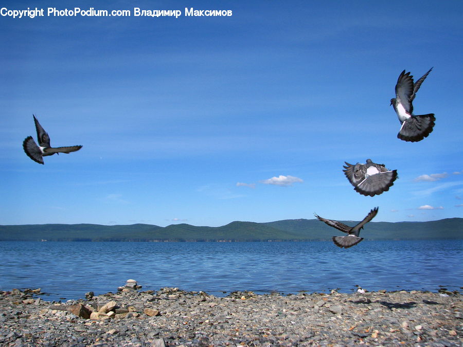 Bird, Booby, Kite Bird, Harrier, Hawk, Buzzard, Vulture