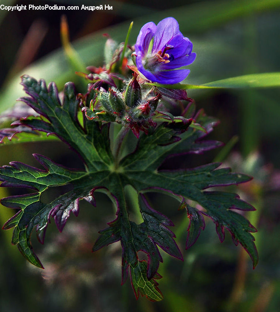 Blossom, Flora, Flower, Geranium, Plant, Conifer, Fir
