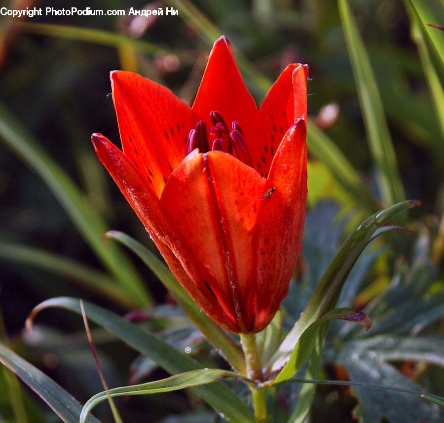 Blossom, Flora, Flower, Plant, Bowl, Crocus, Conifer