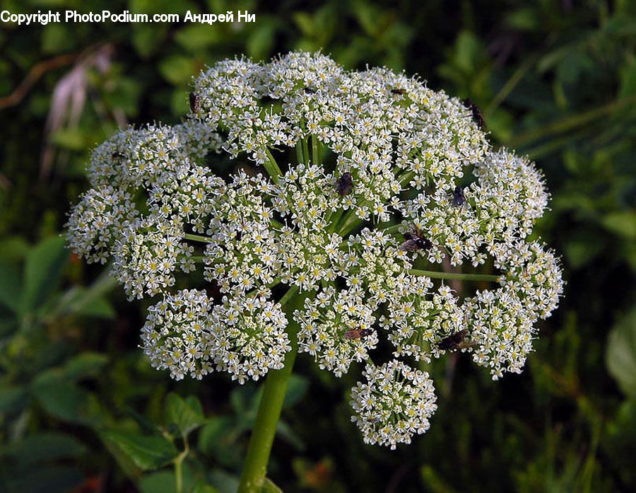 Broccoli, Produce, Vegetable, Apiaceae, Blossom, Plant, Flora