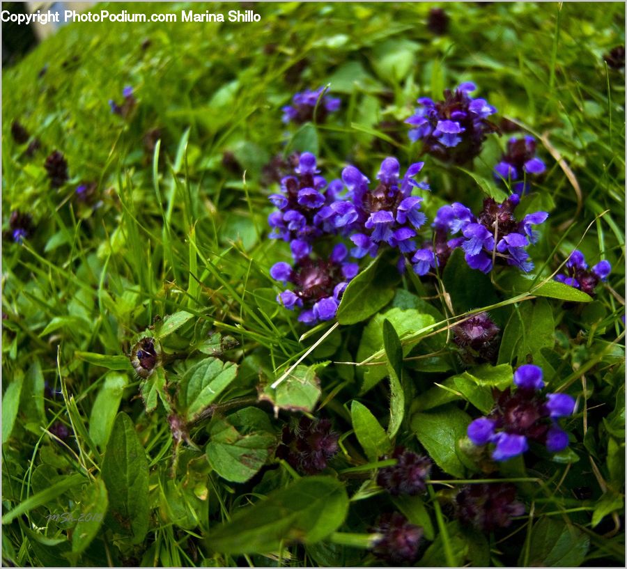 Blossom, Flora, Flower, Plant, Violet, Geranium, Crocus