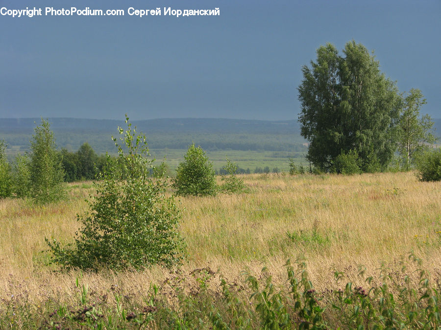 Field, Grass, Grassland, Land, Outdoors, Plant, Wilderness