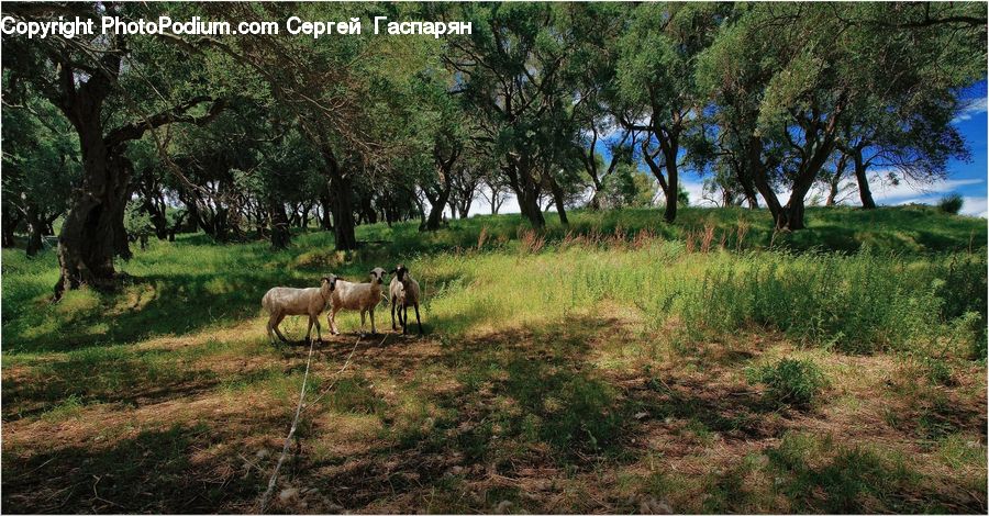 Field, Grass, Grassland, Land, Outdoors, Countryside, Grazing