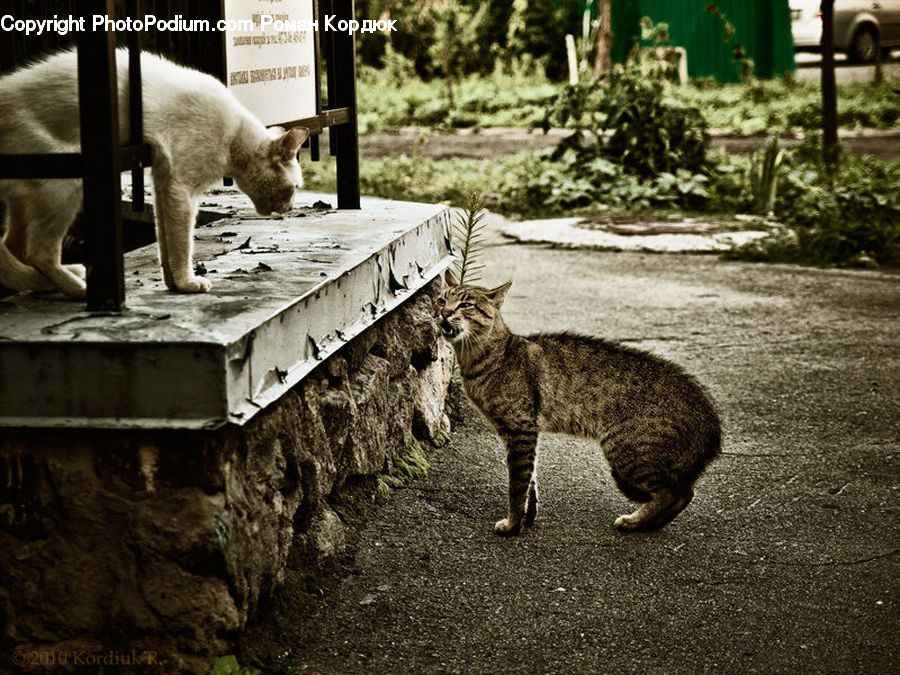 Plant, Potted Plant, Animal, Cat, Mammal, Pet, Algae