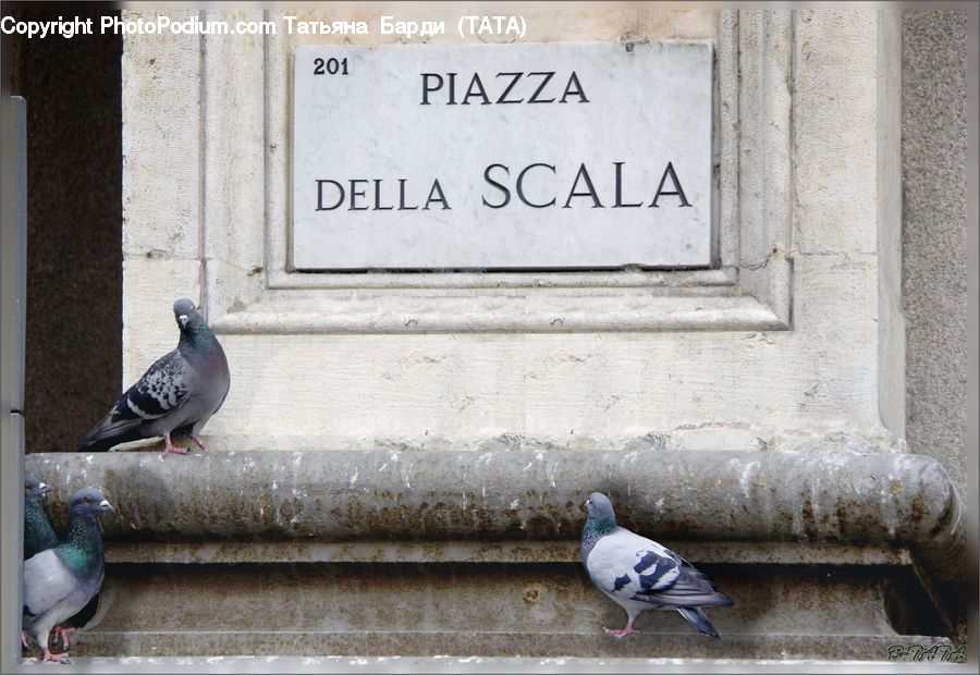 Bird, Pigeon, People, Person, Human, Dove