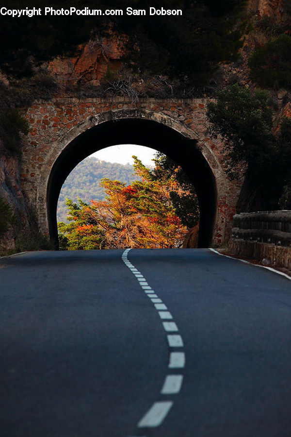 Plant, Potted Plant, Tunnel, Asphalt, Tarmac, Forest, Grove