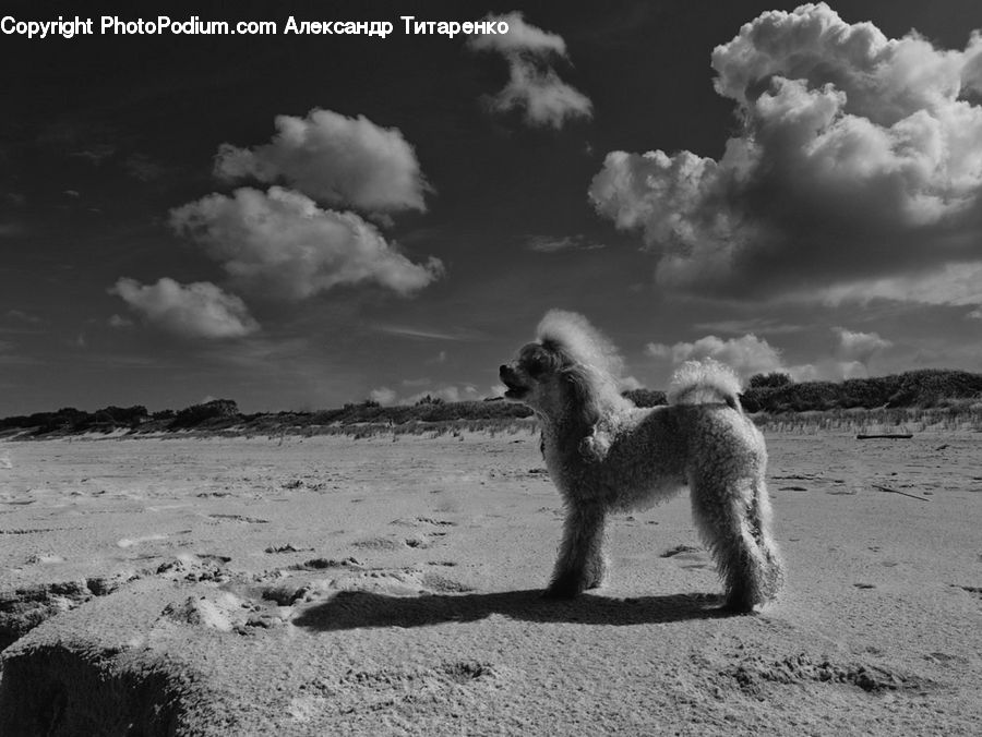 Animal, Canine, Dog, Mammal, Pet, Poodle, Cloud